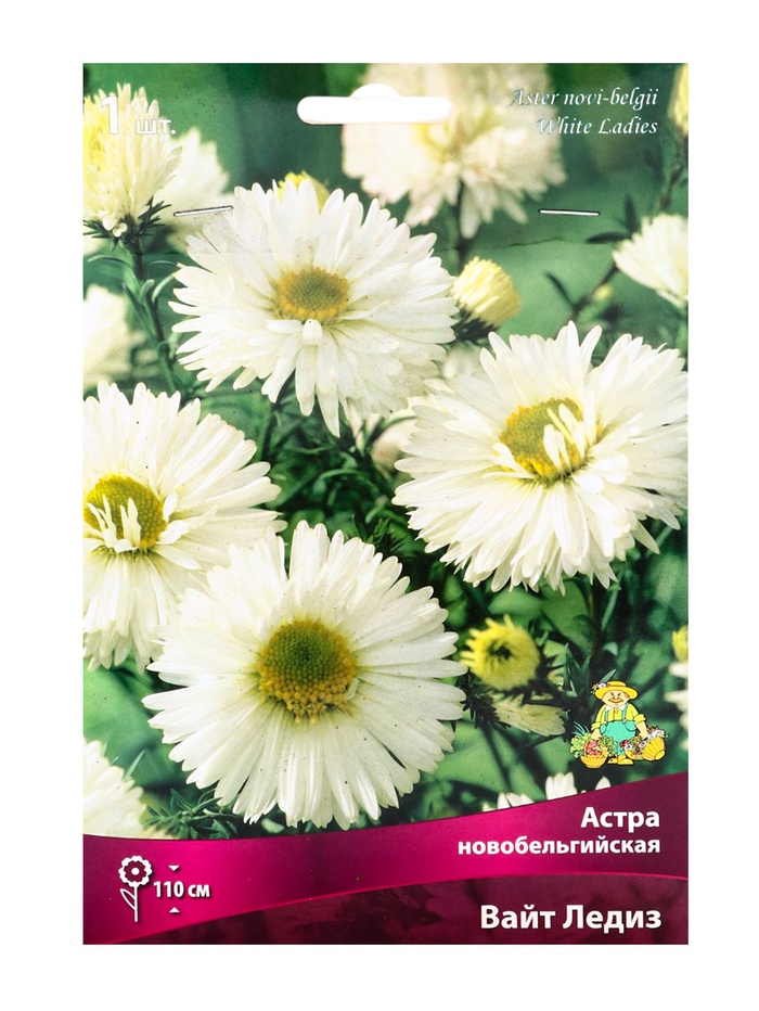 Астра новобельгийская Вайт Ледиз р-р I, 1 шт. Весна 2026