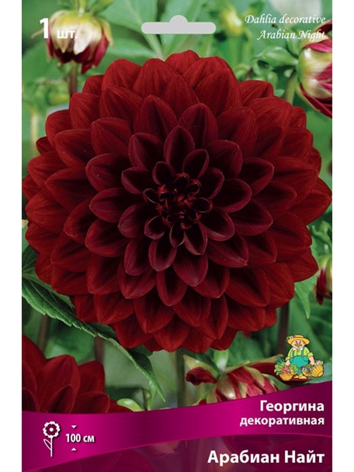 Георгина декоративная Арабиан Найт Разбор I, 1 шт.