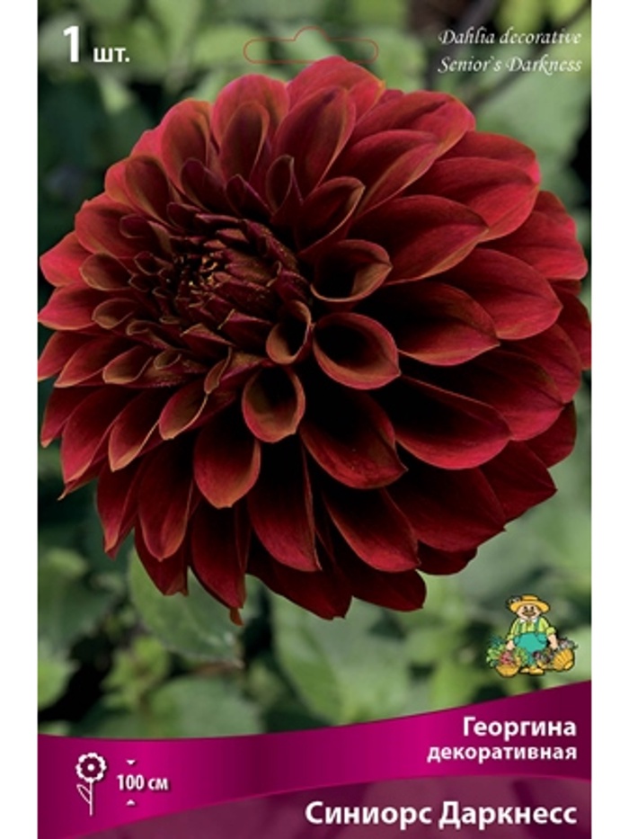 Георгина декоративная Синиорс Даркнесс Разбор I, 1 шт.