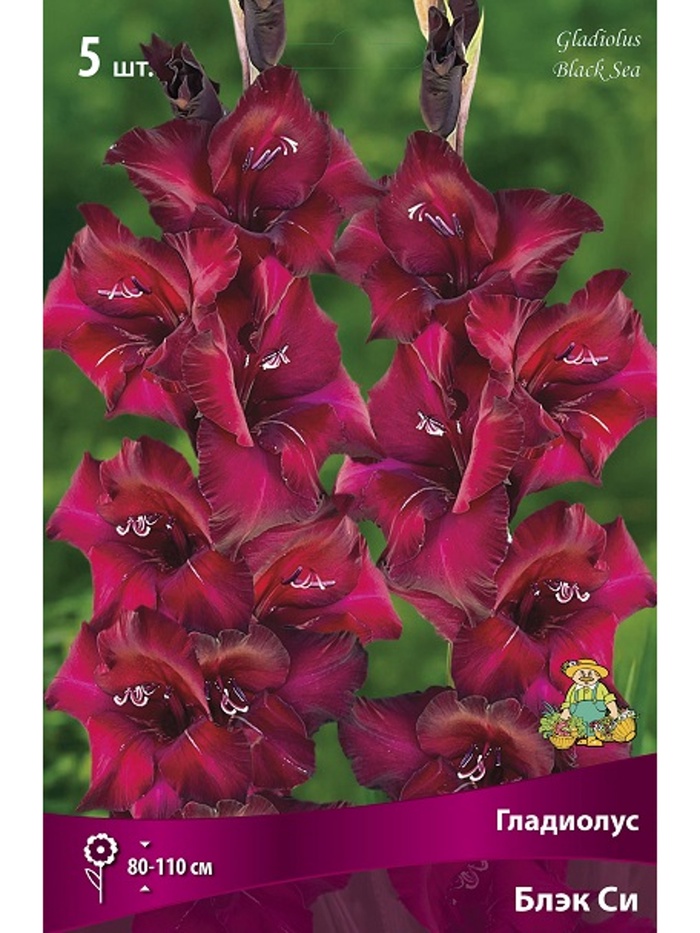 Гладиолус крупноцветковый Блэк Си Разбор 10/12, 5 шт.