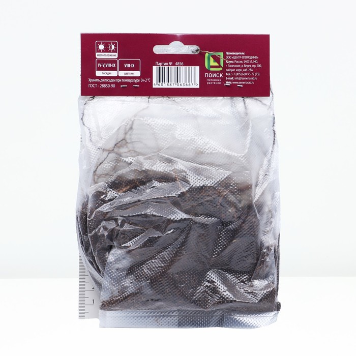 Астра кустарниковая Кристина р-р I, 1 шт. Весна 2026