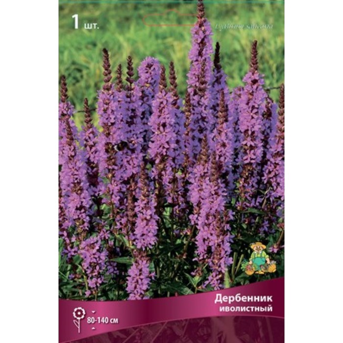 Дербенник иволистный 1 шт., р-р I, Весна 2026