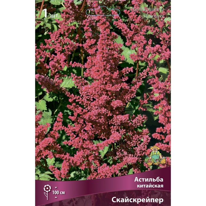 Астильба китайская Скайскрейпер I р-р, 1 шт. Весна 2026