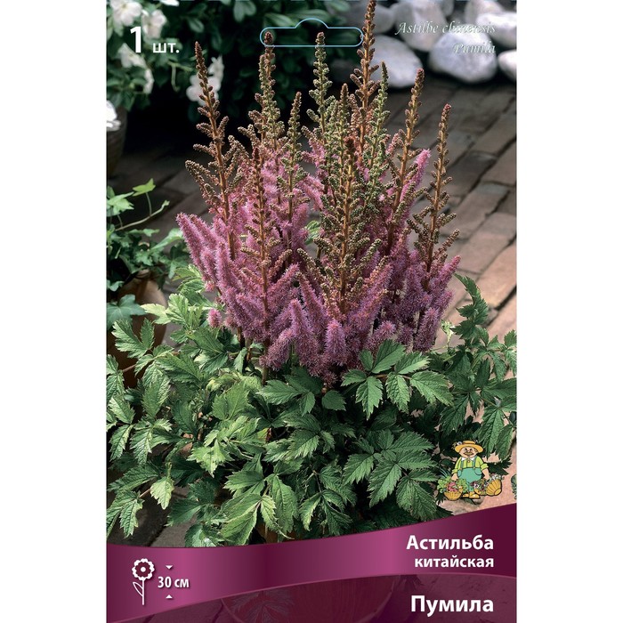 Астильба китайская Пумила I р-р, 1 шт. Весна 2026