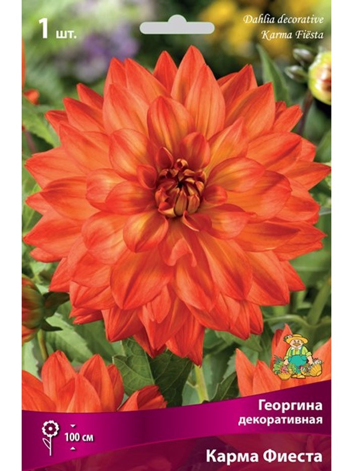 Георгина декоративная Карма Фиеста Разбор I, 1 шт.