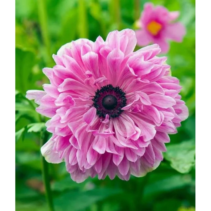 Анемона корончатая махровая Пинк 5/6 р-р, 10 шт. Весна 2026