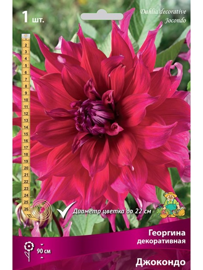 Георгина декоративная Джокондо Разбор I, 1 шт.