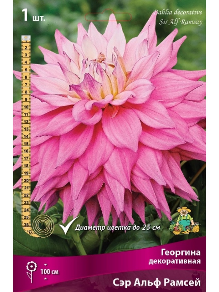 Георгина декоративная Сэр Альф Рамсей Разбор I, 1 шт.
