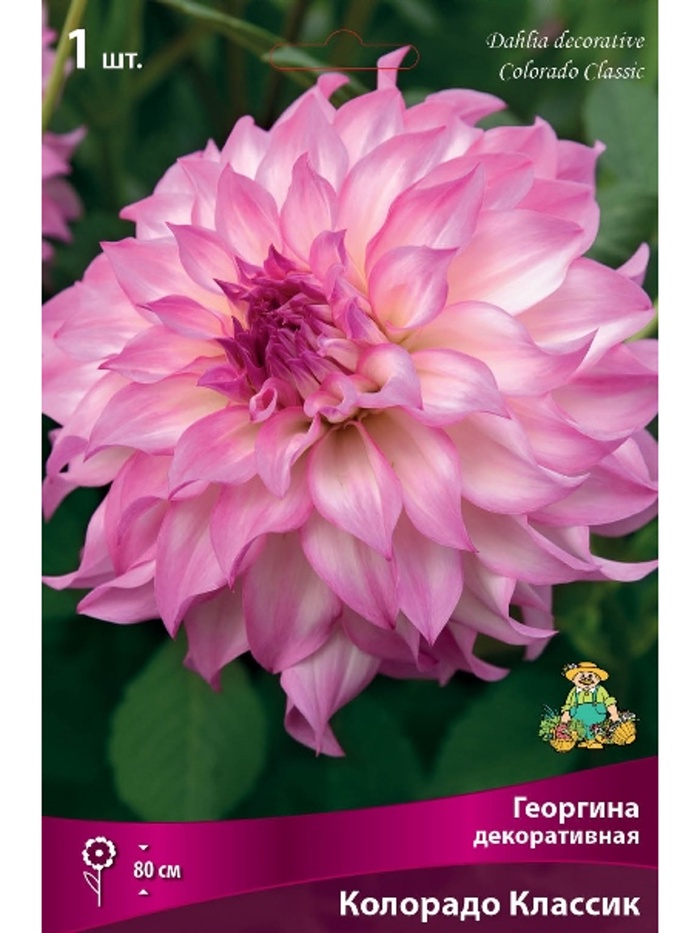 Георгина декоративная Колорадо Классик Разбор I, 1 шт.