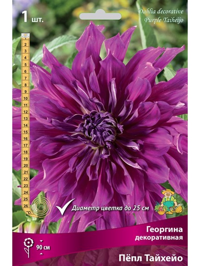 Георгина декоративная Пёпл Тайхейо Разбор I, 1 шт.