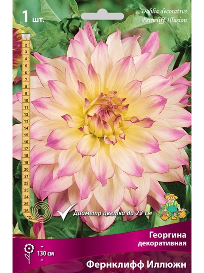 Георгина декоративная Фернклифф Иллюжн Разбор I, 1 шт.