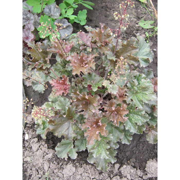 Гейхера (Хеухера) гибридная Каппучино р-р I, 1 шт. Весна 2026