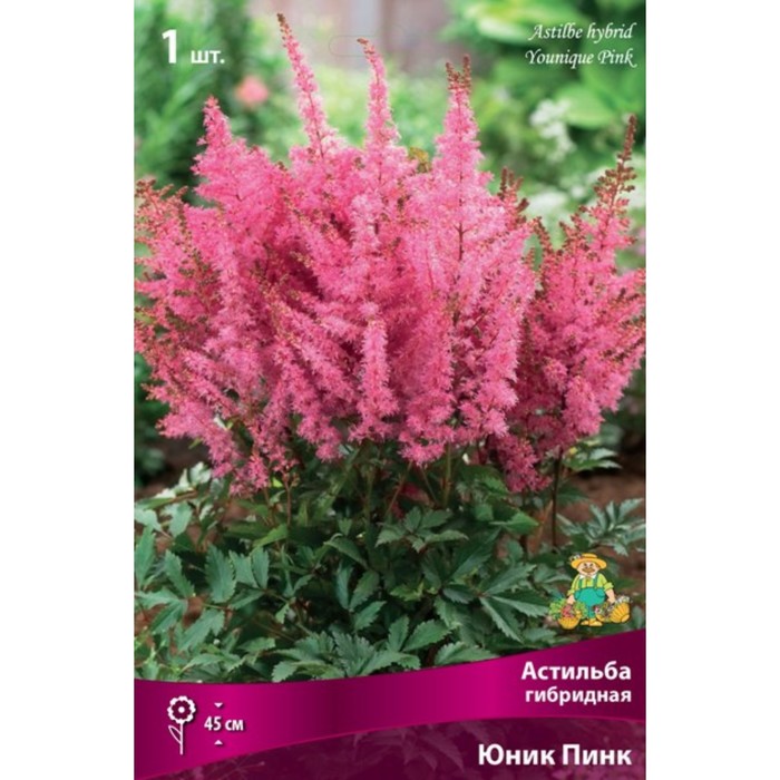 Астильба гибридная патио Юник Пинк 1 шт., р-р I Весна 2026