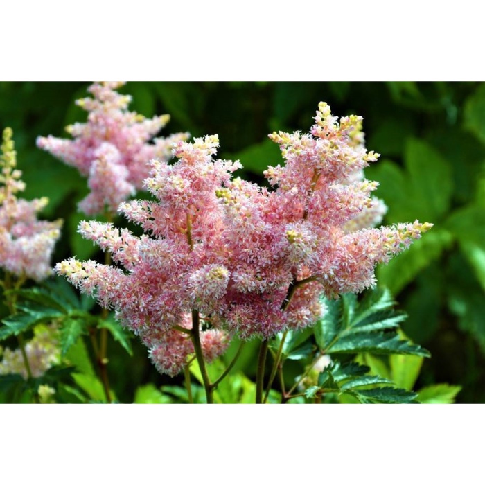 Астильба Арендса Систер Тереза I р-р, 1 шт., Весна 2026