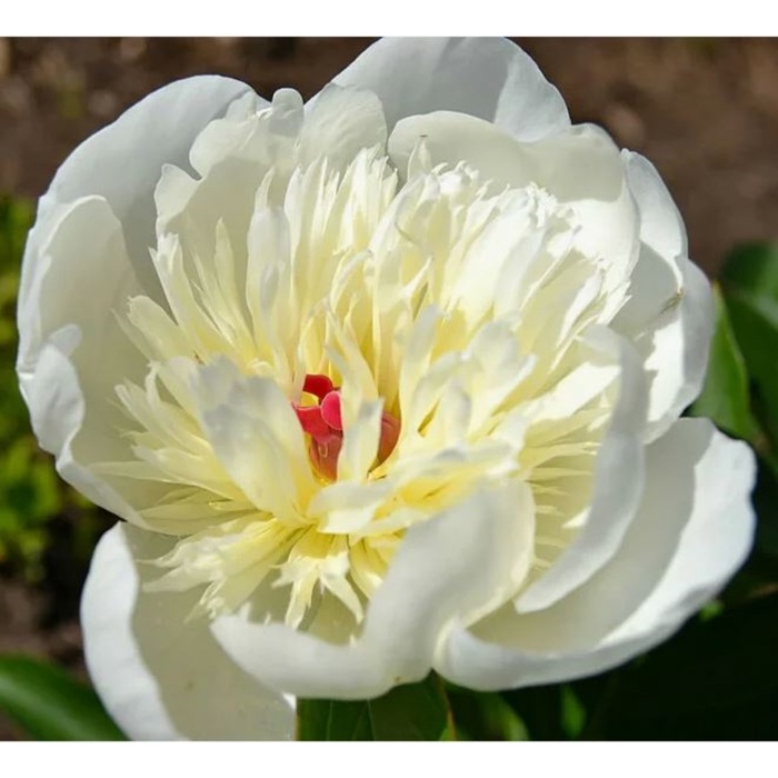 Пион молочноцветковый Иммакули, 2-3 р-р, 1 шт., Весна 2026