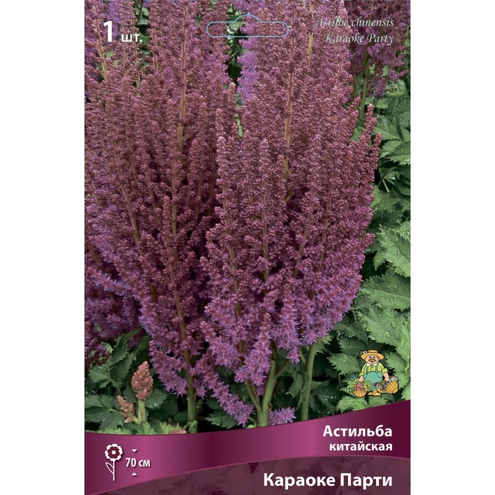 Астильба китайская Караоке Парти, I р-р 1 шт. Весна 2026