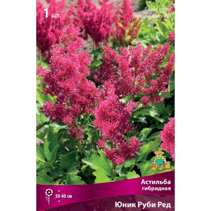Астильба гибридная патио Юник Руби Ред 1 шт., р-р I Весна 2026