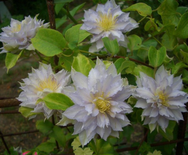 Клематис Dancing King (Дансинг Кинг)