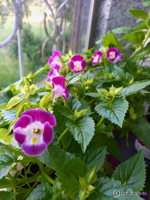 Торения Мармелад Малиновый