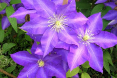 Клематис Даниэль Деронда