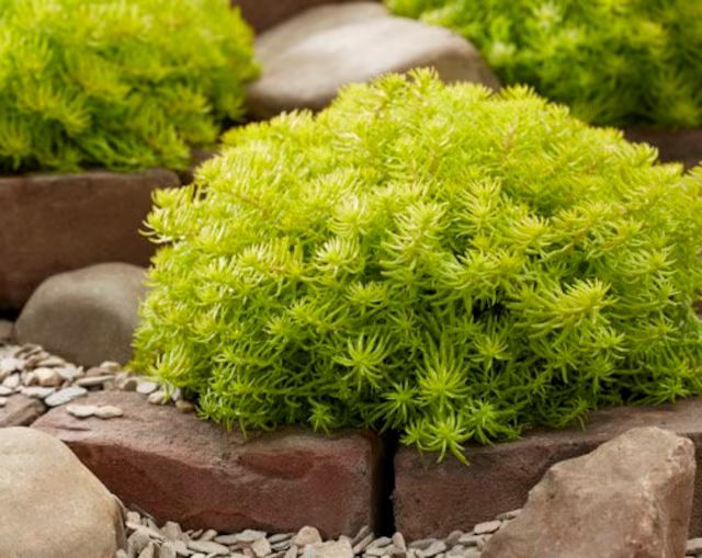 Седум лимонный для кашпо