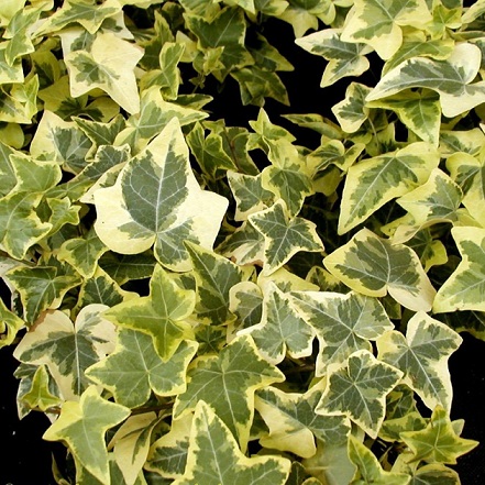 Плющ обыкновенный Goldchild