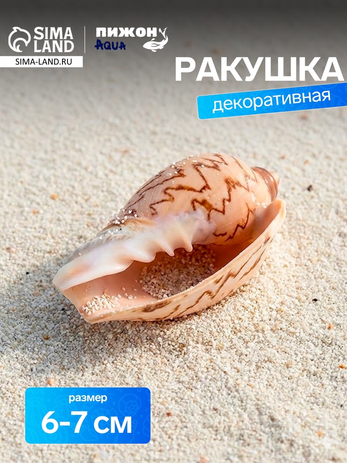Ракушка декоративная, 6-7 см