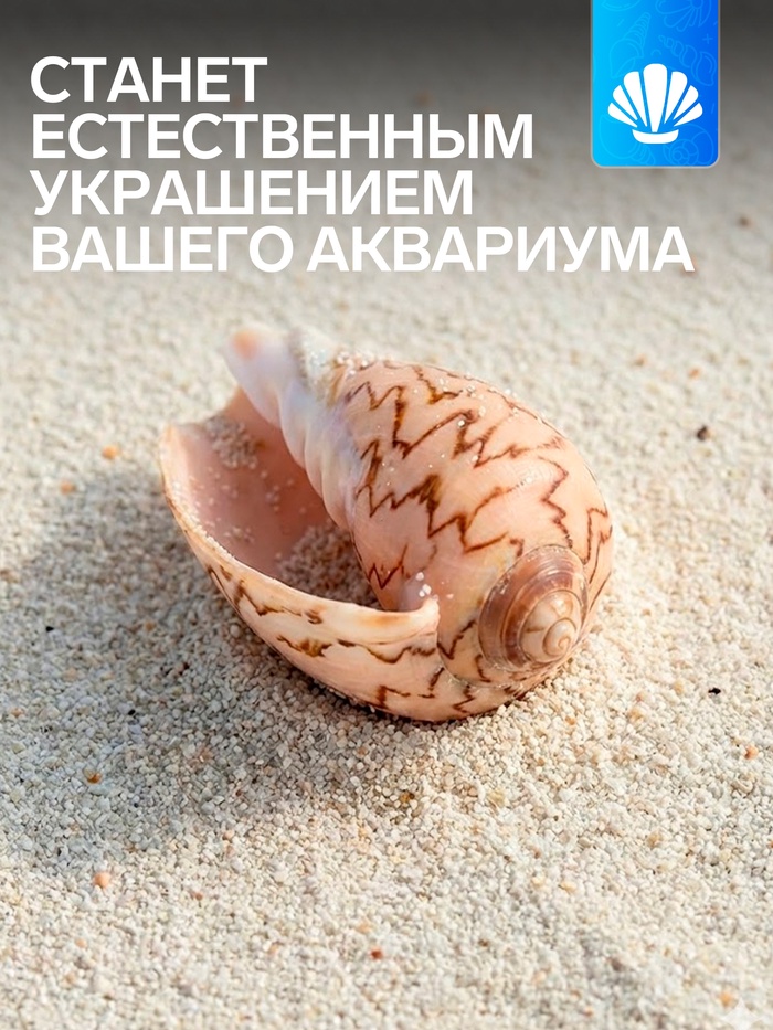 Ракушка декоративная, 6-7 см