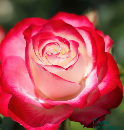 роза флорибунда Юбилей принца монако