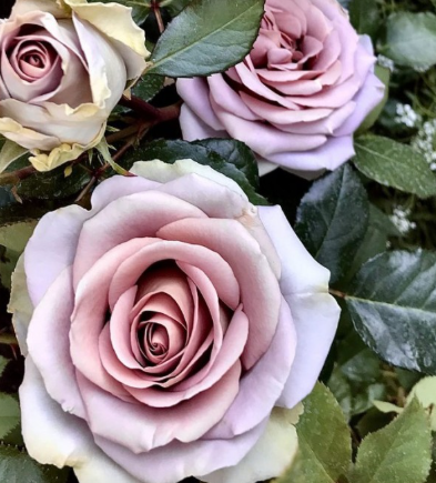 роза чайно гибридная Амнезия