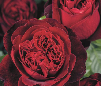 роза чайно гибридная Адмирал