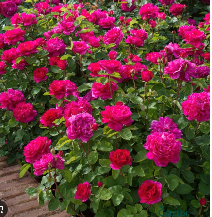 роза английские Сифо роуз