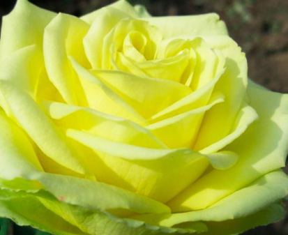 роза чайно гибридная Амандина