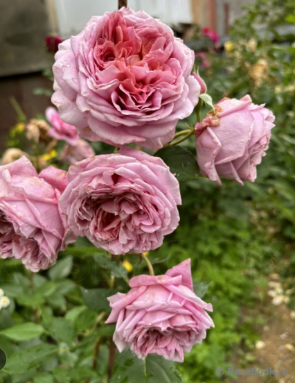 роза плетистая Французское платье