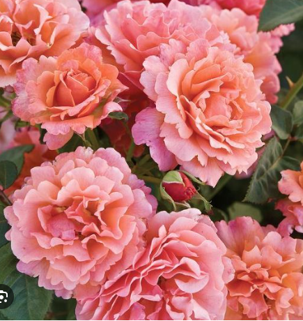 роза флорибунда Изи даз ит