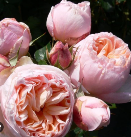 роза чайно гибридная Бель Романтика