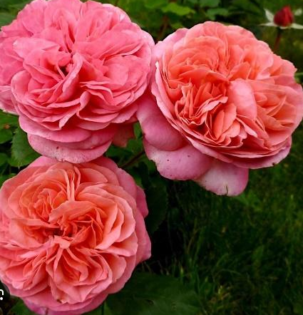 роза флорибунда Мэри Энн