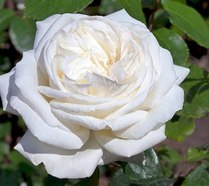 роза чайно гибридная Ломоносов