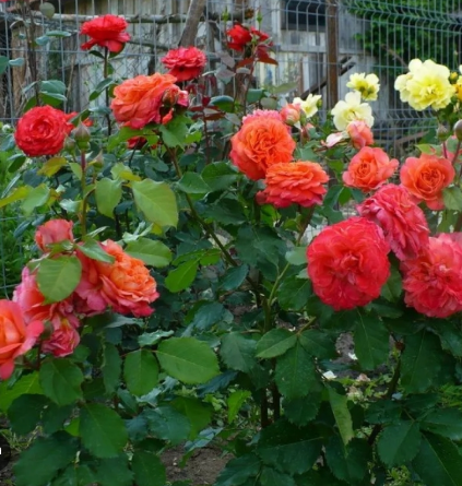 роза шраб Эмильен гийо