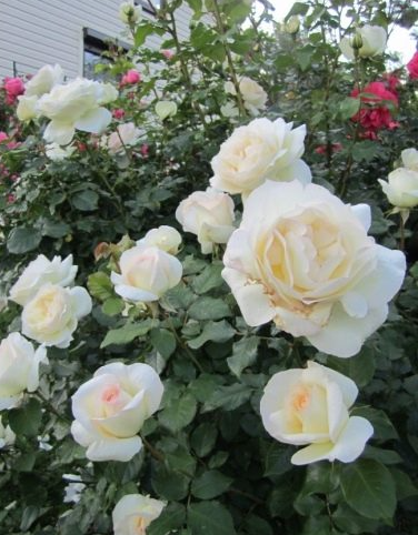 роза флорибунда Чайковский