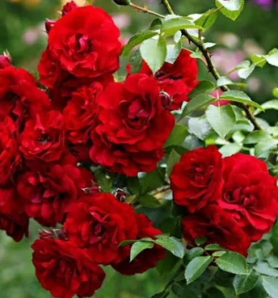 роза плетистая Амадеус