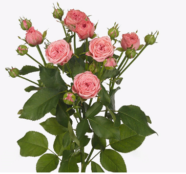 роза спрей Коралл ЙО-ЙО