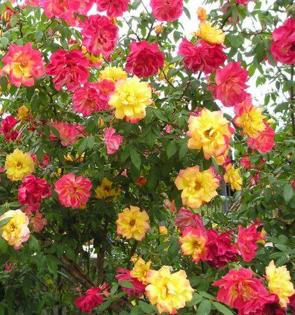 роза плетистая Полька Бабочка