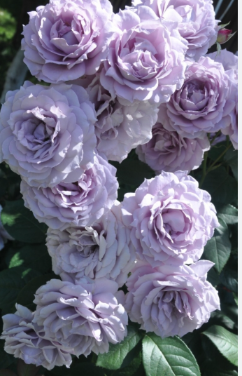 роза флорибунда Новалис