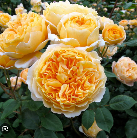 роза английские Беатрис