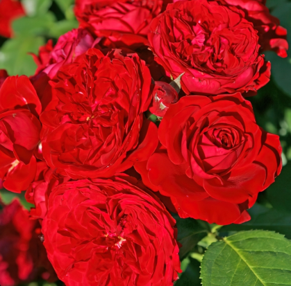 роза флорибунда Красная шапочка