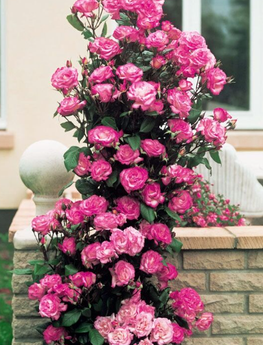 роза плетистая Хендель