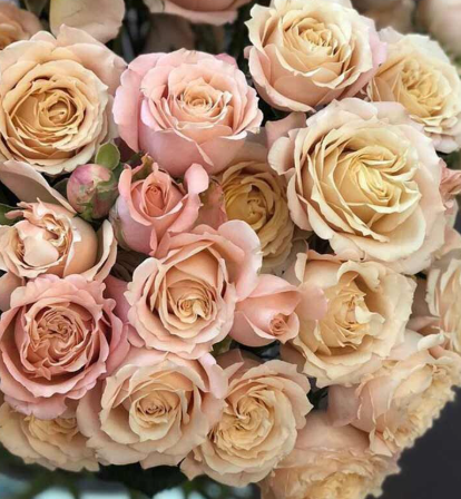 роза спрей Сахара сенсейшен