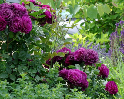 роза флорибунда Эбб тайд