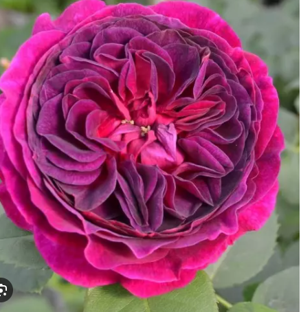 роза шраб Перпл лодж